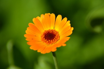 flower, orange, nature, yellow, summer, plant, garden, flowers, green,