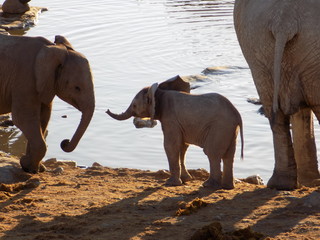 Obraz premium Elephant babies