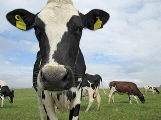 Dairy cow stood in a field looking at camera