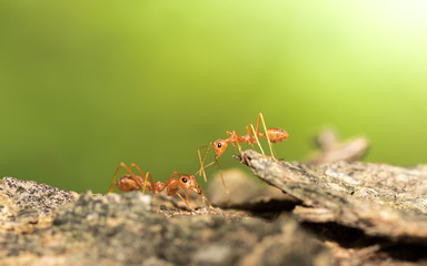 Red ants.
