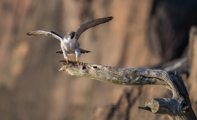 Peregrine Falcon on a cliff