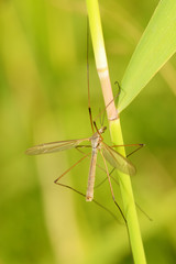 Big mosquito crawling in the grass.