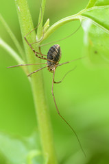 Spider sitting on the grass.