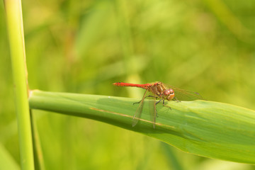 Dragonfly sitting on the stem of the plant.