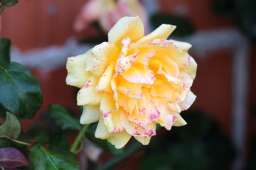 Light yellow rose with dense fully open petals covered with violet spots on dark green leaves and...