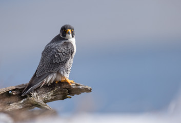 Peregrine Falcon on a Cliff