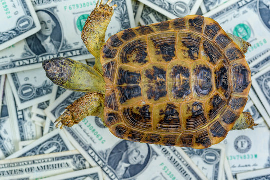 the turtle crawls on paper money