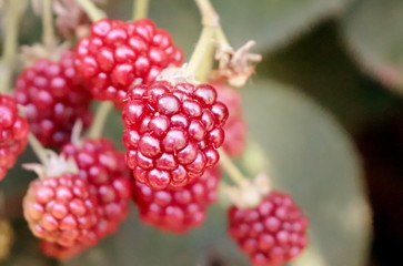 Raspberry detail photo