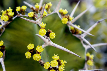 Closeup of cactus thorn