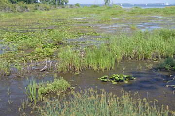 Migratory bird habitat on the edge of lake Erie