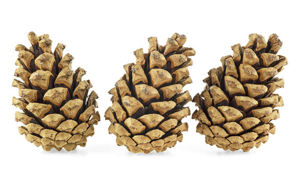 Three brown pine cones on white background