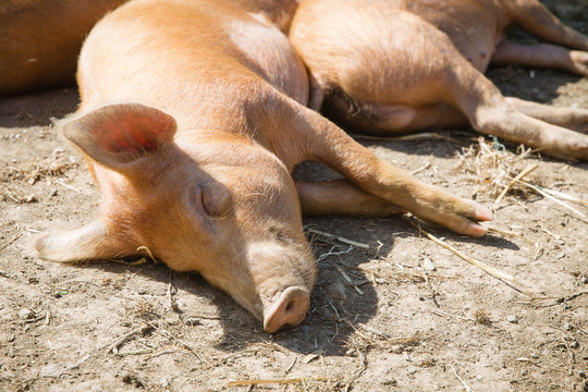 A group of lazy ginger pigs lying down and sleeping happily in the sunshine in a dusty pig sty.