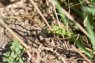 A green lizard crawling on a dry grass close up.