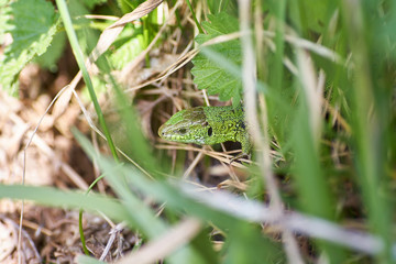 A green lizard crawling on a dry grass close up.