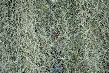 Spanish moss curtain background texture, Autumn in Thailand.