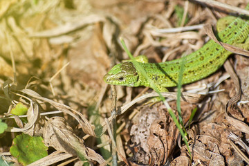 A green lizard crawling on a dry grass close up.