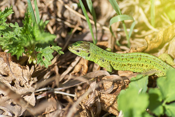 Naklejka na ściany i meble A green lizard crawling on a dry grass close up.