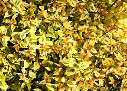 Kaleidoscope Abelia leaves on the sunny day background texture, Spring in GA USA.