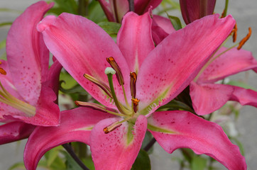 Fototapeta na wymiar These flowers were photographed in Forks, Washington. 