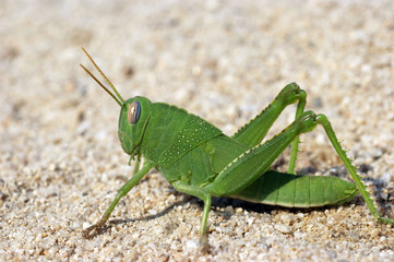 green funny grasshoper locust on the sand
