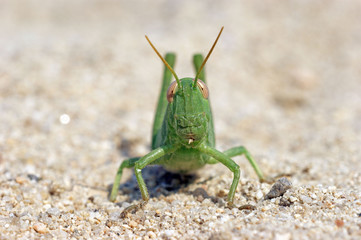 green funny grasshoper locust on the sand