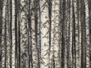 Fototapeta premium Birch trunks