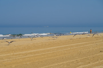 Fototapeta na wymiar Seagulls on the beach of La Barrosa in Sancti Petri, Spain