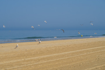 Seagulls on the beach of La Barrosa in Sancti Petri, Spain