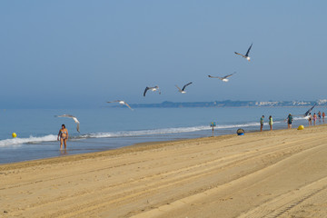 Seagulls on the beach of La Barrosa in Sancti Petri, Spain