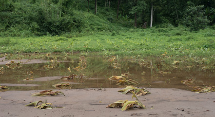 Flood disaster The damage to crops and agriculture is the drowning turmeric.