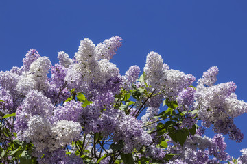 Fototapeta na wymiar Blooming lilac bushes on blue sky background