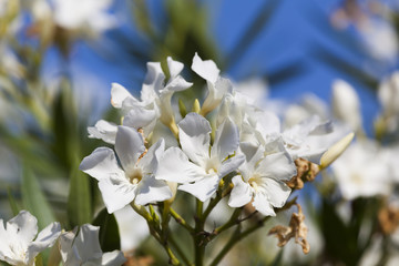 Flowers of tree, Blois, Loir et cher, France