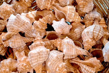 Background with seashells for your design projects