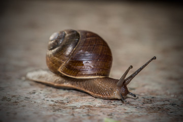 Snail