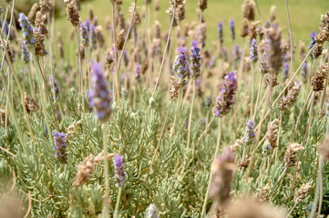 wildflowers  background