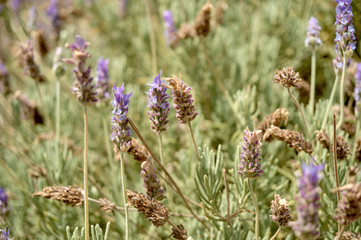wildflowers  background