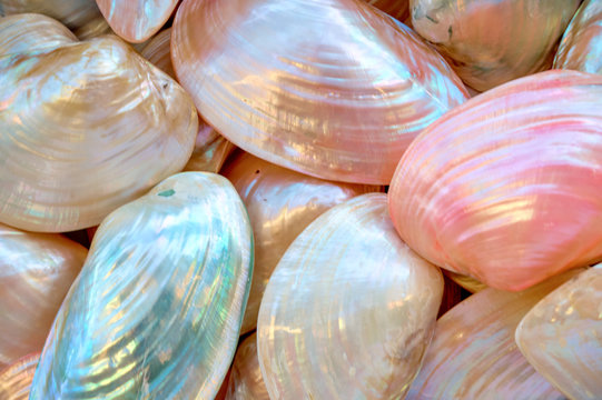 Background with seashells for your design projects