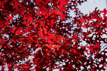 True colors of November - Red maple leaves against blue sky
