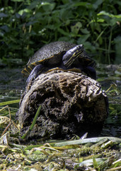 Turtle on a Log