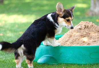 Welsh Corgi-Welpe tricolour
