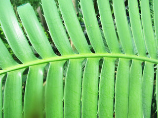 Plakat leaves, foliage and green nature