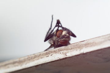 The fly lies on the back, close-up, macro.
