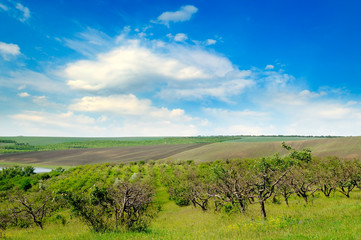 Orchard, agricultural land and cloudy sky.