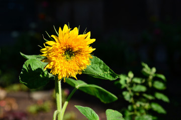 Sunflower on a dark background close-up.