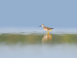  Lesser Yellowlegs Foraging on the River