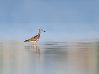  Lesser Yellowlegs Foraging on the River