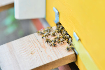 Bees near the beehive on the arrival on the pasika close-up.
