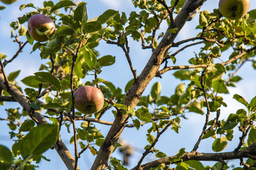 Red apples grow on a tree, and are ready for use.