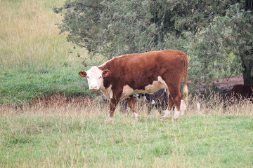 hereford cow grazing in the farm