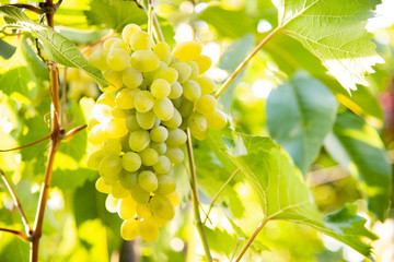 Grapes of large white grapes hang on a vine in the garden in the open air with a pleasant warm light. © andov
